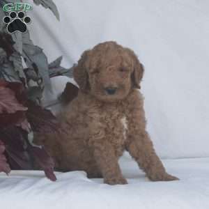 Hunter F1B, Goldendoodle Puppy